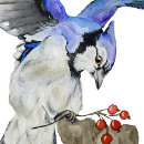Search for jay bird postcards Animals