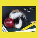 Search for guinea pig posters Cavy