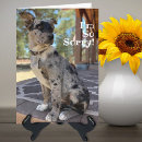 Search for cattle dog birthday cards Pet