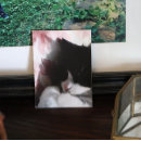 Search for tuxedo cat posters Kitty