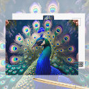 Search for elegant peacock postcards Green