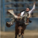 Search for seconds art Rodeo