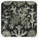 Search for fungus stickers Forest