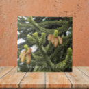 Search for evergreen tree tiles Plants
