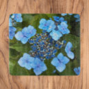 Search for hydrangea shrubs Flower