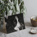 Search for photo get well cards Animal