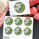 Search for sheep wool stickers Knitting