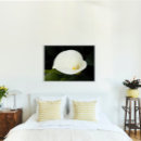 Search for white lily posters Floral