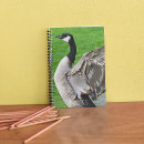 Search for flapping Geese