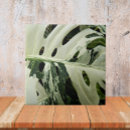 Search for monstera plant gifts Tropical plants
