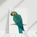 Search for parrot lover Wildlife