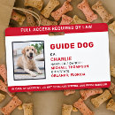 Search for guide dog Animal