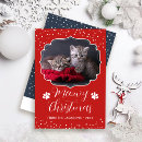 Search for white cat christmas cards Kitten