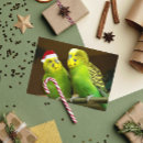 Search for christmas budgie Funny