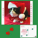 Search for cat lovers christmas cards Black and white cat