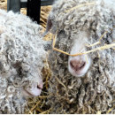 Search for goat tissue paper Funny