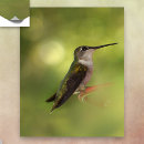 Search for backyard bird posters Hummingbird