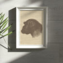 Search for chimpanzee posters Apes