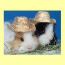 Search for cute guinea pig posters Rodent