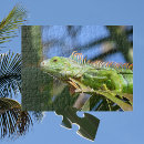 Search for green dragon puzzles Reptile