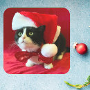 Search for tuxedo cat stickers Fun