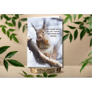 Search for cute squirrels cards Photograph