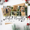 Search for define cards Pet