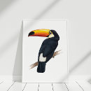 Search for toucan birds posters Wildlife