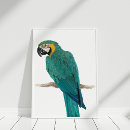 Search for tropical bird art Parrot