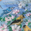 Search for blue jay birds mugs Bird watching