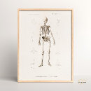 Search for skeletal posters Bones
