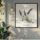 Search for herbal posters Lavender