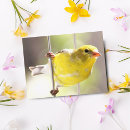 Search for american goldfinch postcards Photography