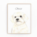 Search for bichons art Havanese