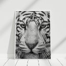 Search for white tiger posters Black and white
