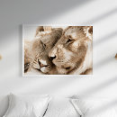 Search for lion photography posters Lions