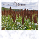 Search for crops postcards Usa