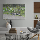 Search for alligators posters Swamp