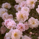 Search for dark pink rose postcards Roses