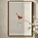 Search for cardinal posters Cardinalis cardinalis