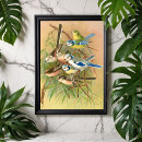 Search for finch art Fine