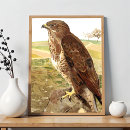 Search for buzzard posters Vulture