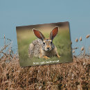 Search for lays postcards Animal