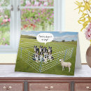 Search for border collie birthday cards Animal
