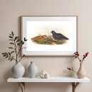 Search for quail posters Bird