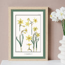Search for jonquil posters Yellow