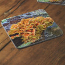 Search for mushroom coasters Fungus