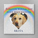 Search for ceramic magnets Pet