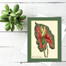 Search for bicolor postcards Nature