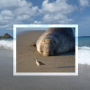 Search for sanctuary postcards Beach